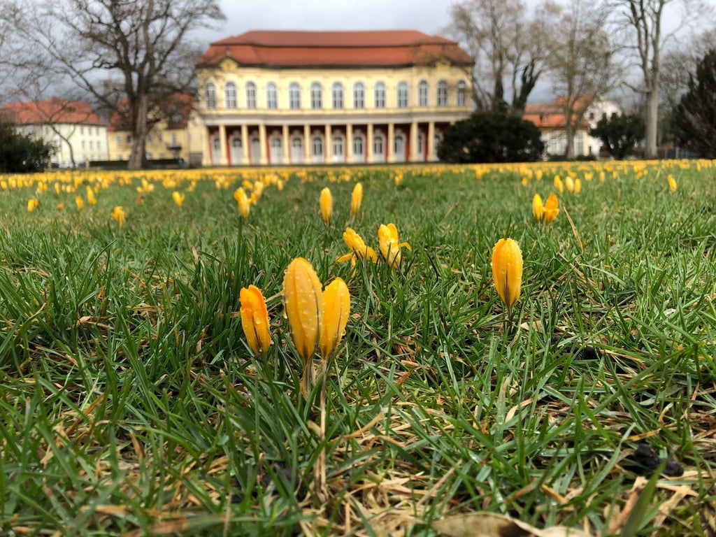 In Merseburg sprießen die Ideen wie diese Krokusse im Frühjahr im Schlossgarten.