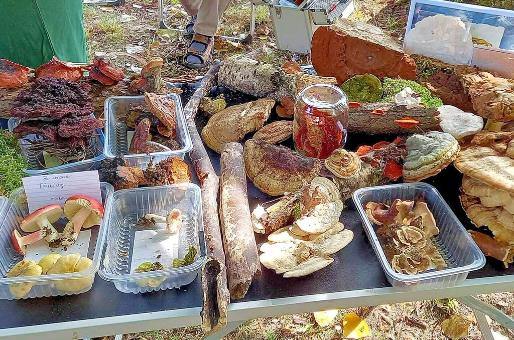  Pilze, wohin das Auge schaut. Die Fachgruppe für Mykologie Wolfen präsentiert die ersten Funde beim Heimat- und Jägerfest in Burgkemnitz.  