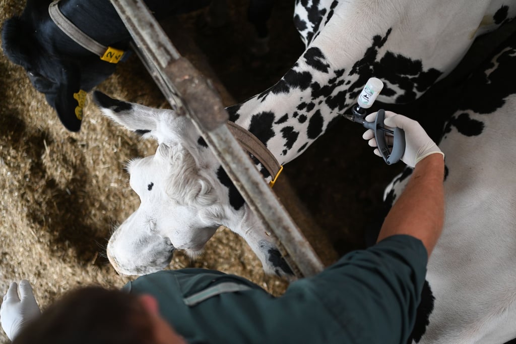 In Sachsen-Anhalt gibt es immer weniger Tierärzte für Nutztiere.
