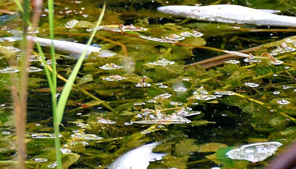 Tote Kleinen Maränen treiben im Arendsee.