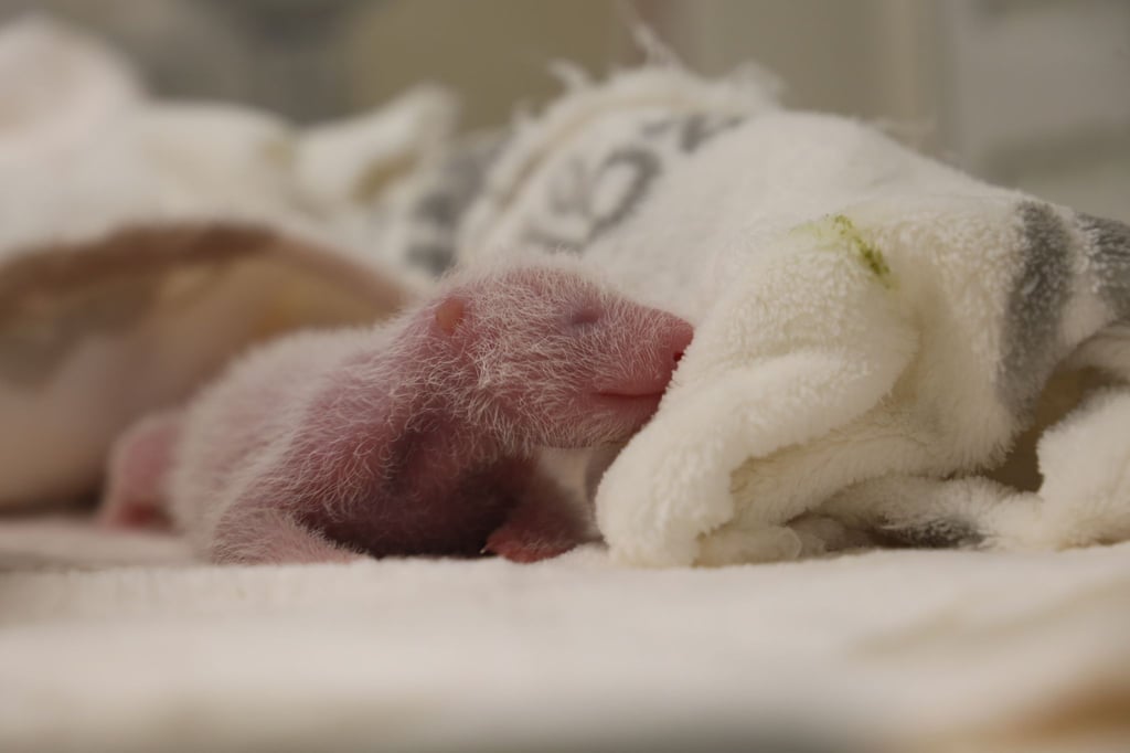 Die Panda-Zwillinge haben ein paar Gramm zugenommen.