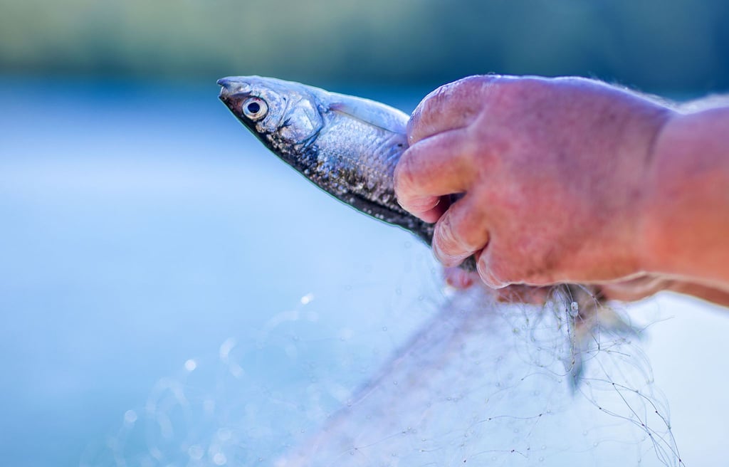Vor allem kleine Maränen sind beim Fischsterben im Arendsee betroffen. (Symbolbild)
