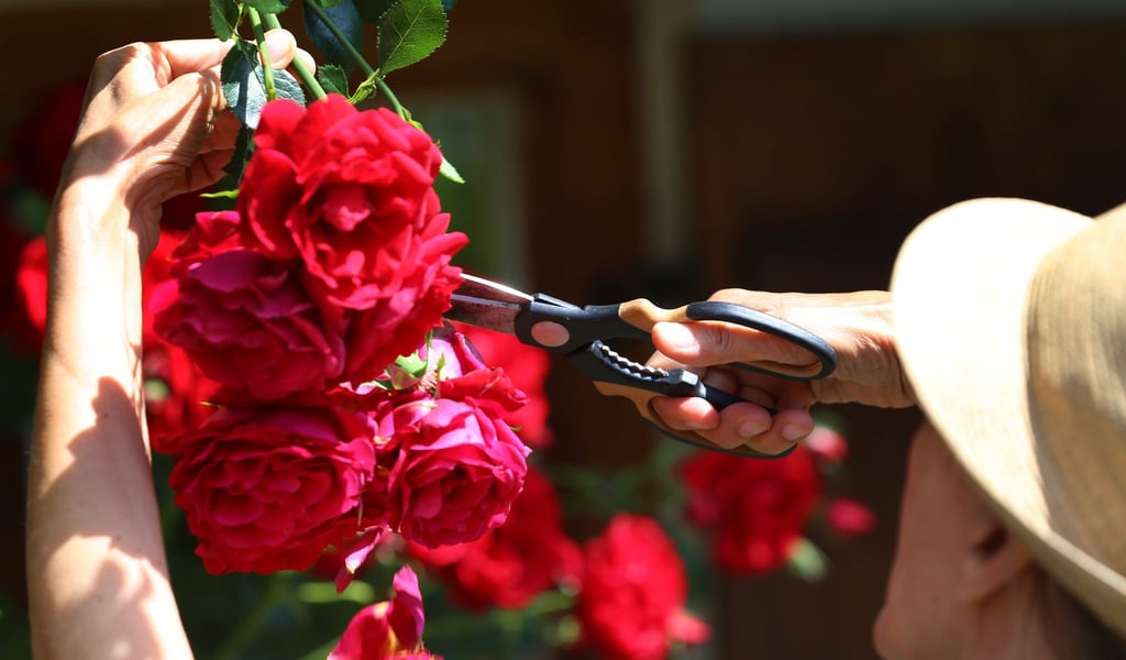 Wer welke Rosenblüten abschneidet, wird im Nachhinein oft mit einer neuen Blüte belohnt.
