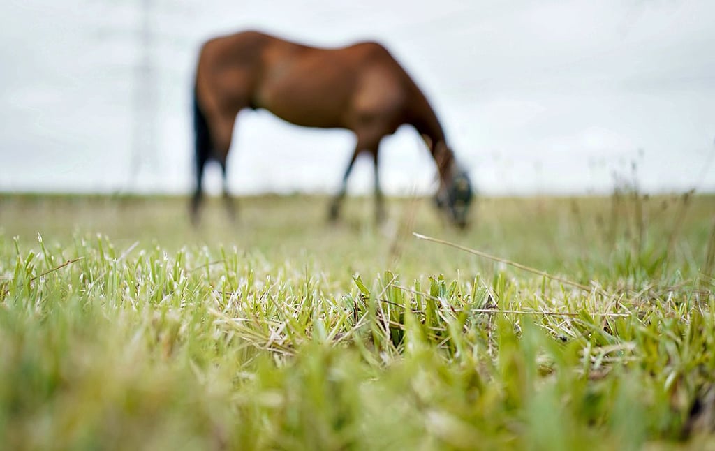 Bei einem Pferd im Landkreis Börde ist das West-Nil-Virus festgestellt worden.