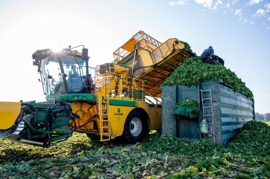 Seit einigen Wochen wird das Wintergemüse bereits von Feldern in Niedersachsen geerntet.