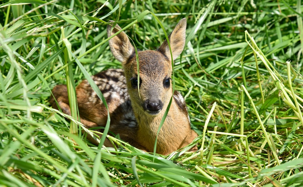 Rehkitze werden von den Müttern häufig im hohen Gras versteckt. Vor Fressfeinden sind sie dort einigermaßen sicher, aber nicht vor Landmaschinen.