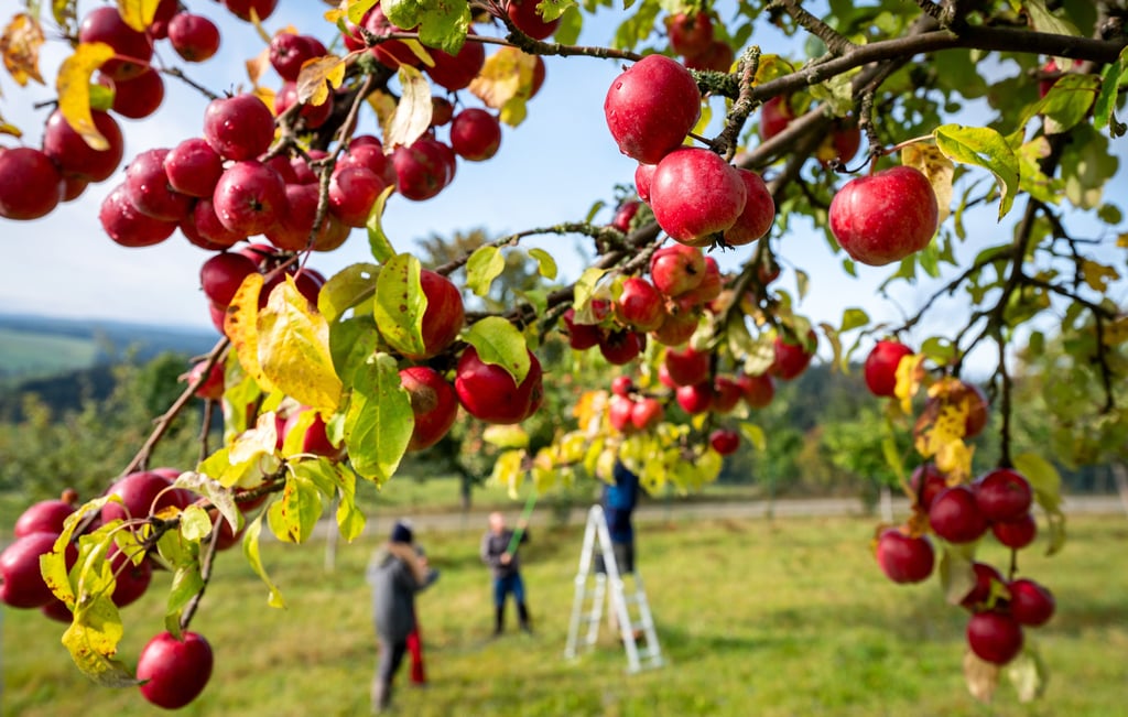 Im Landkreis Harz gibt es rund 1.000 Hektar Streuobstwiesen. Viele sind in Privatbesitz.