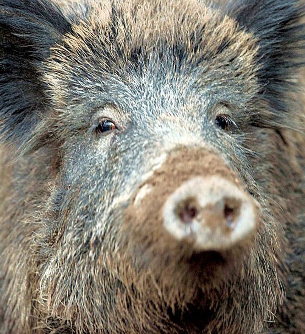 Bei Wildschweinen wuchs die Strecke im letzten Jagdjahr an.