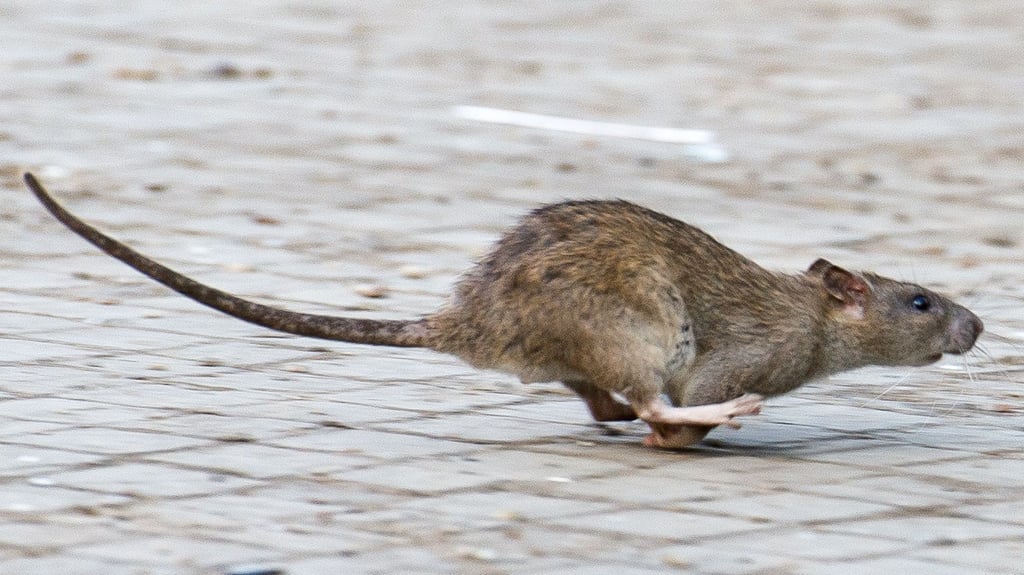 Ratten bevölkern die Zerbster Innenstadt.