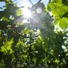 Die Sonne scheint kraftvoll über dem Herzoglichen Weinberg von Freyburg.