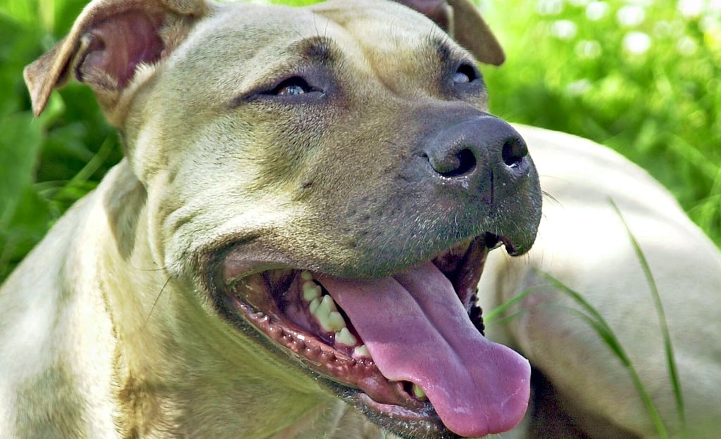 Ein Listenhund der Rasse American Staffordshire-Terrier. Augenzeugen zufolge hat ein ähnliches Tier in Kusey ein Kind angegriffen.