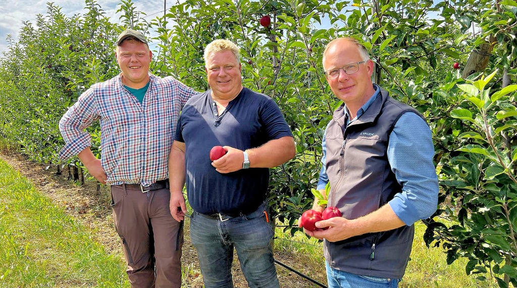 Viel Grün, wenig Frucht: Robert, Andreas und Alexander Ehm (v.l.n.r.) von der Obstproduktion Höhnstedt haben mit der Apfelernte begonnen.