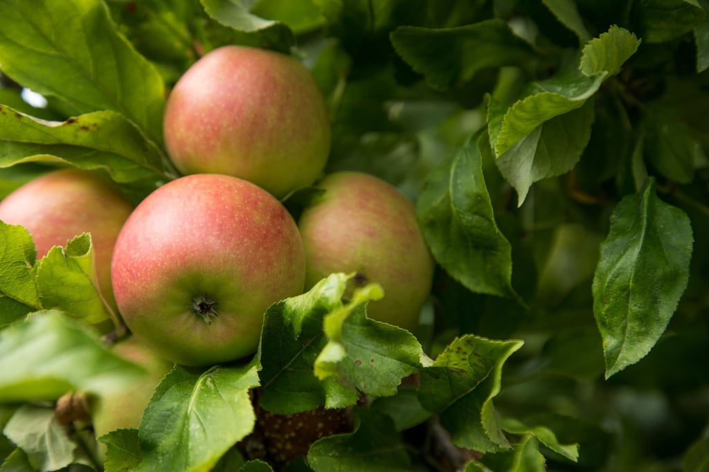 Äpfel - in der Betuwe werden viele Sorten des Kernobstes kultiviert. Sehenswert ist die Region zur Blüte - aber auch zur Erntezeit im Herbst.