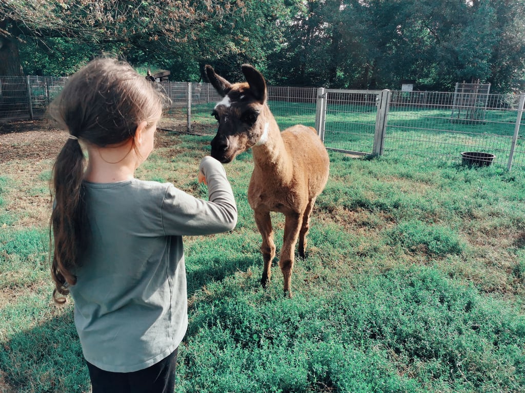 Das neue Lama Carlos im Salzwedeler Tierpark empfängt ersten Besuch.