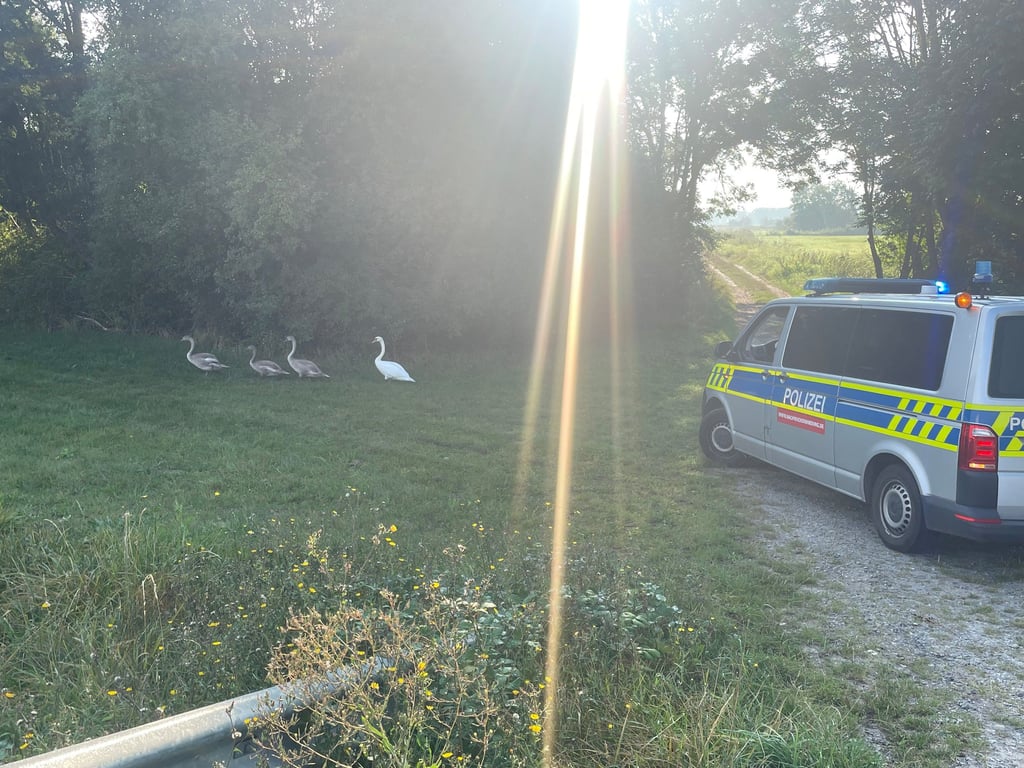 Schwäne haben die B248 bei Hoyersburg blockiert.
