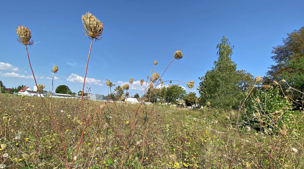 Natur statt Supermarkt? Die Fläche des Harzhofs an der B 81 in Halberstadt liegt verwaist. Eigentlich soll hier ein neuer Rewe-Einkaufsmarkt entstehen.