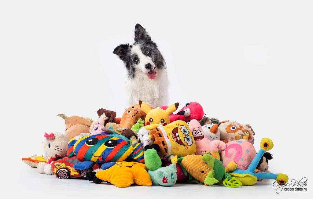 Border Collie Max nahm an einer Studie mit Spielzeug teil. Auch nach zwei Jahren erinnerte er sich noch an die Begriffe.