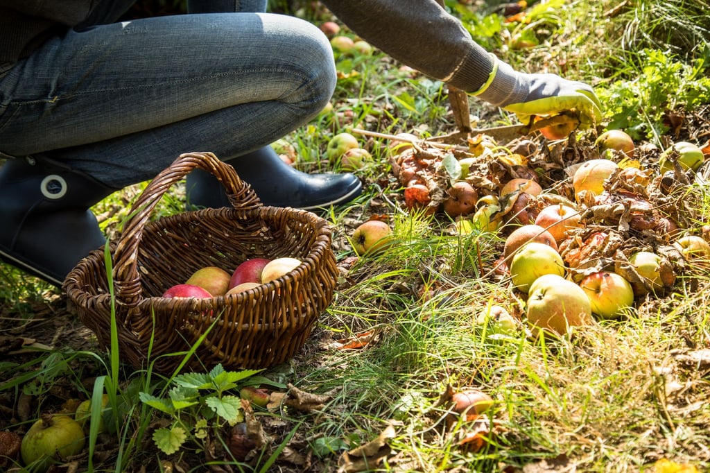 Besser nicht liegen lassen: Fallobst im Garten sollte man aufsammeln, um Schädlinge und Krankheitsbefall zu vermeiden.