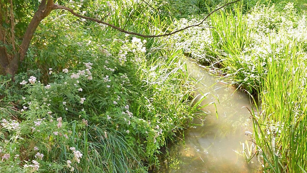 Die Bone Nuthe ist im Bereich Alter Teich stark zugewachsen.