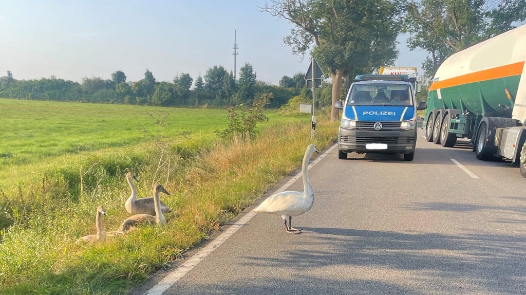 Schwäne haben am Mittwoch die B248bei Hoyersburg blockiert.