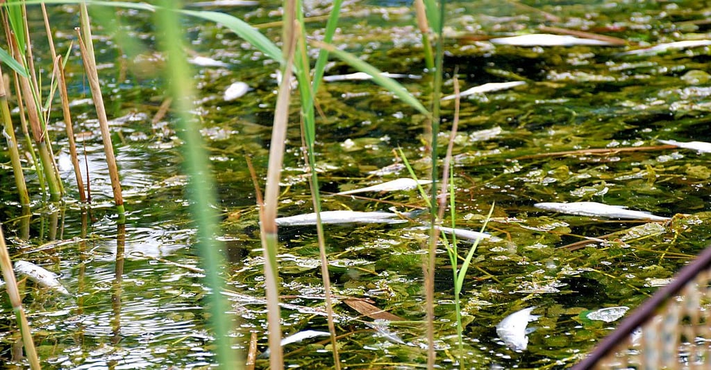 Tote Maränen trieben im Arendsee und sorgten für Aufsehen, inzwischen hat sich die Situation entspannt.