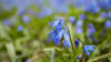 Hingucker: Das Blausternchen (Scilla siberica) kann gut im Herbst in die Erde.