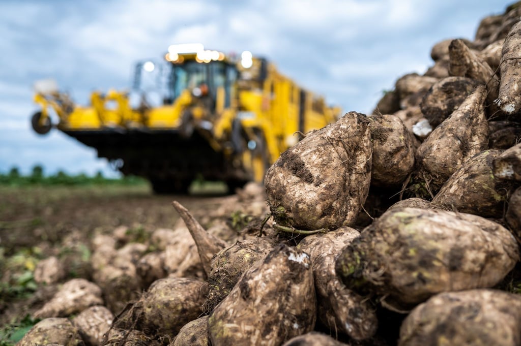 Trotz später Aussaat erwartet die Landwirtschaftskammer Niedersachsen eine gute Erntebilanz bei den Zuckerrüben. (Symbolbild)