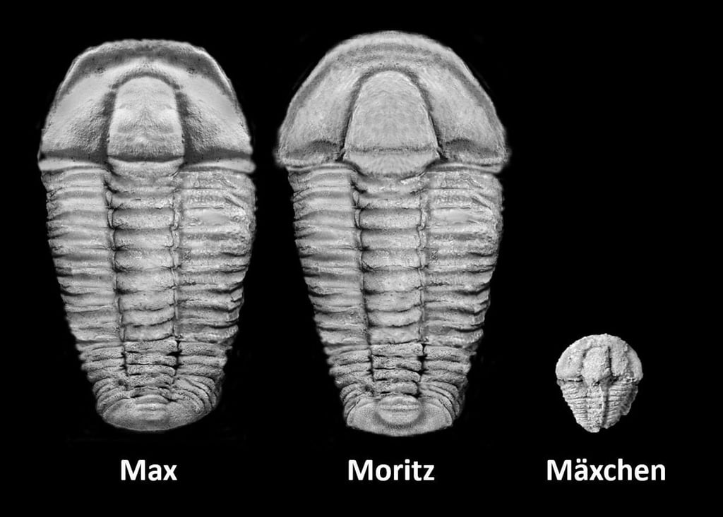 Nach den Bilderbuch-Figuren Max und Moritz wurden die neu entdeckten fossilen Arten benannt.