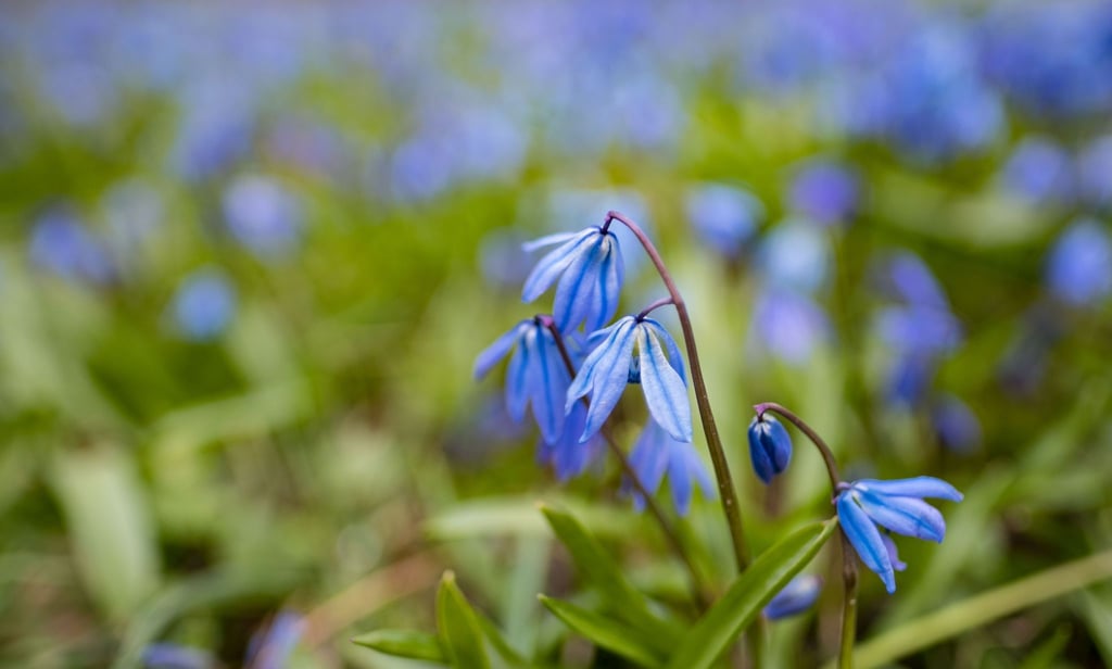 Hingucker: Das Blausternchen (Scilla siberica) kann gut im Herbst in die Erde.