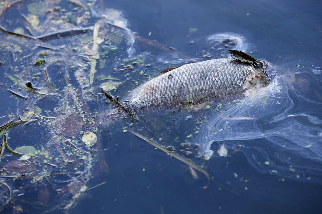 „An einigen Stellen der Bucht gibt es im Moment kein Leben mehr, unsere Fische sind durch Sauerstoffmangel gestorben.“ (Archivbild)