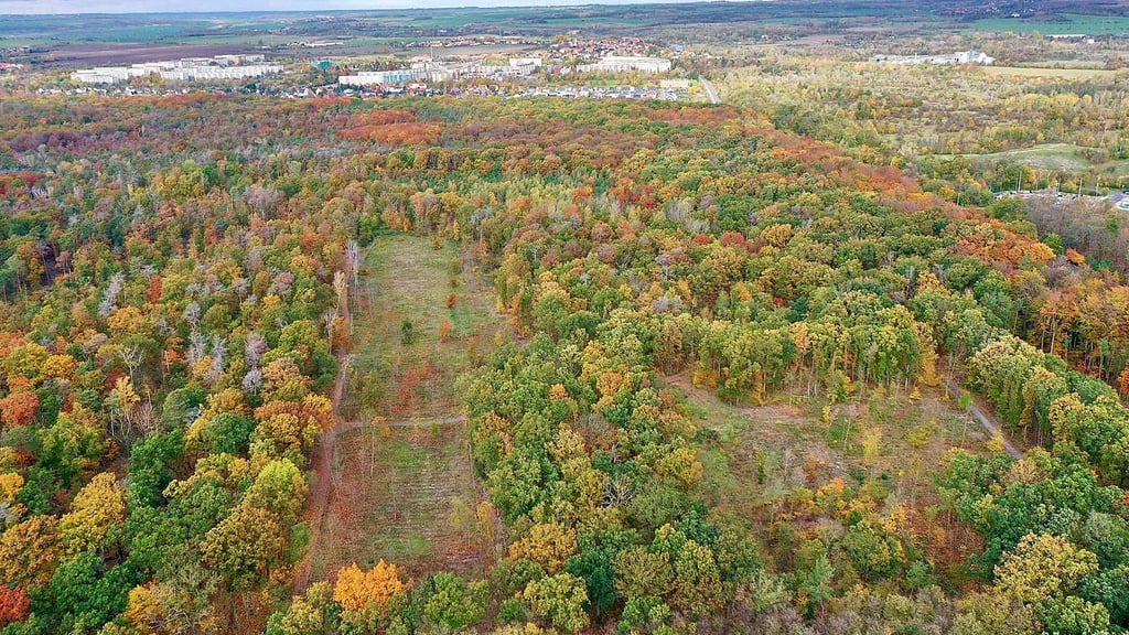 Der Blick über die Dölauer Heide im Nordwesten der Stadt zeigt, dass viele Bäume grau sind. Halles neue Revierförsterin Sophie Richter will den Wald künftig besser nutzen und das Holz auch zum Bauen ernten.