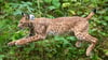 Luchs Anton - hier bei seiner Auswilderung - erkundet sein neues Zuhause im Westerzgebirge bisher nur zögerlich. (Archivbild)