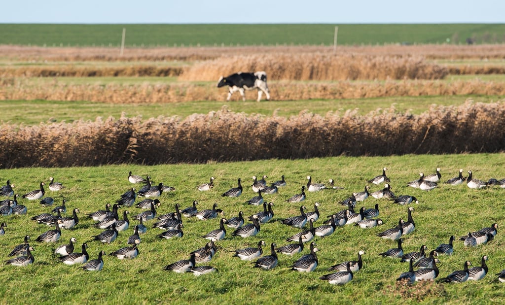 DIe Vogelgrippe hat sich weltweit ausgebreitet. (Archivbild)