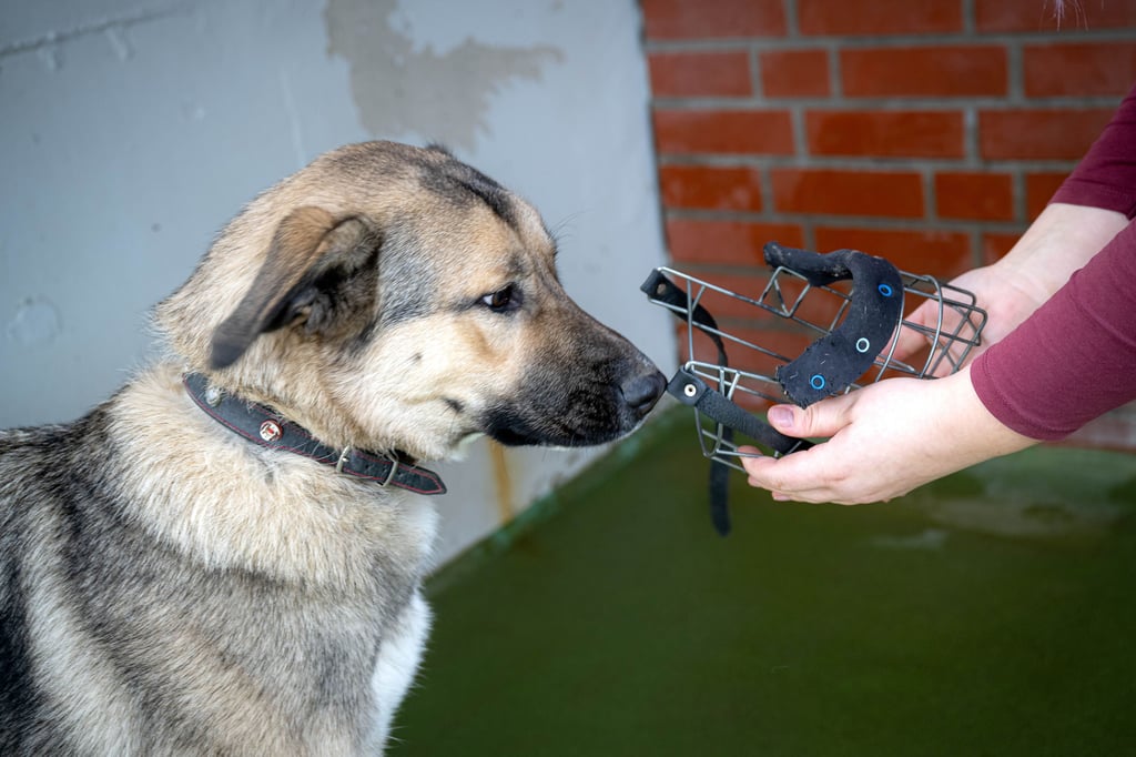Hunde können zur Gefahr werden, wenn man sie nicht richtig erzieht.
