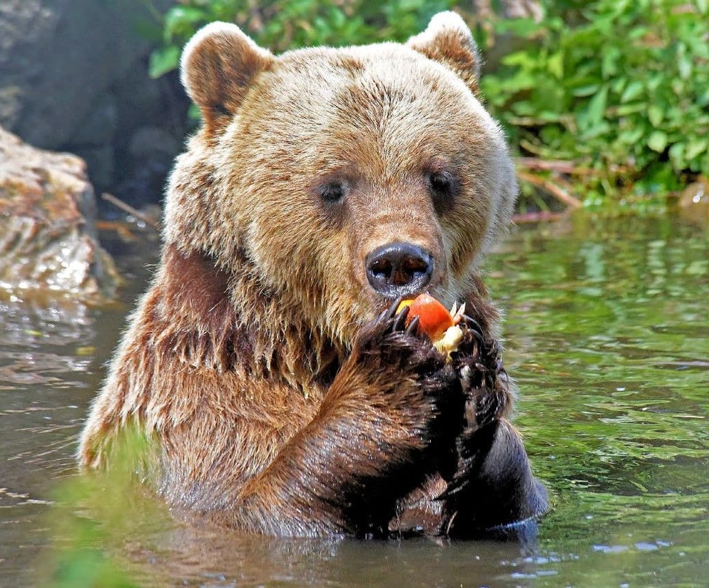 Braunbären und andere Tiere sind im Zoo in Aschersleben zu Hause.