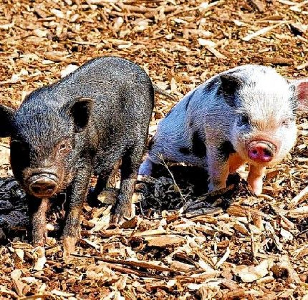 In Walbeck erlebt man viele heimische Tiere hautnah.