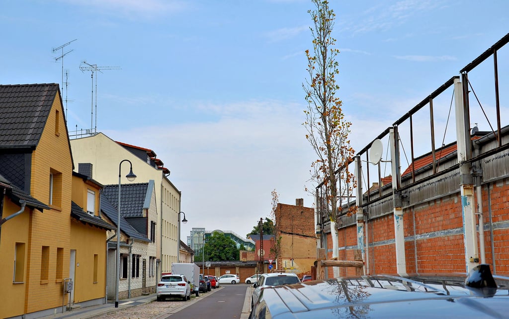 Das Laub von vier der sechs Säulen-Eichen in der Karlstraße ist komplett abgestorben.