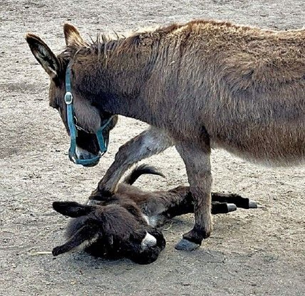 Esel sind bei den Besuchern besonders beliebt.