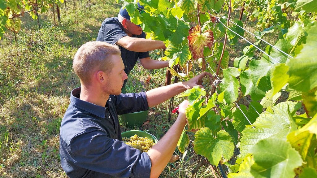 Anton Wacha (links) und Vater Gerhard schneiden bei der Weinernte in Jeebel Trauben von den Rebstöcken.