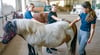 Das Shetland-Pony „Wendy“ ist mit 25 Jahren das älteste Pferd im Stall und wird von Nele (von links), Matilda und Charlize gepflegt.