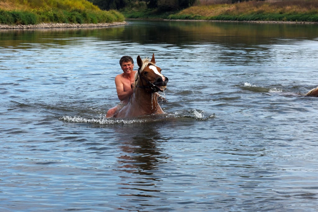 Frank Pätzold und Haflingerstute Tinka schieben eine kleine Bugwelle vor sich her, wenn sie in der Saale schwimmen.