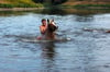 Frank Pätzold und  Haflingerstute Tinka schieben eine kleine Bugwelle vor sich her, wenn sie  in der Saale schwimmen.