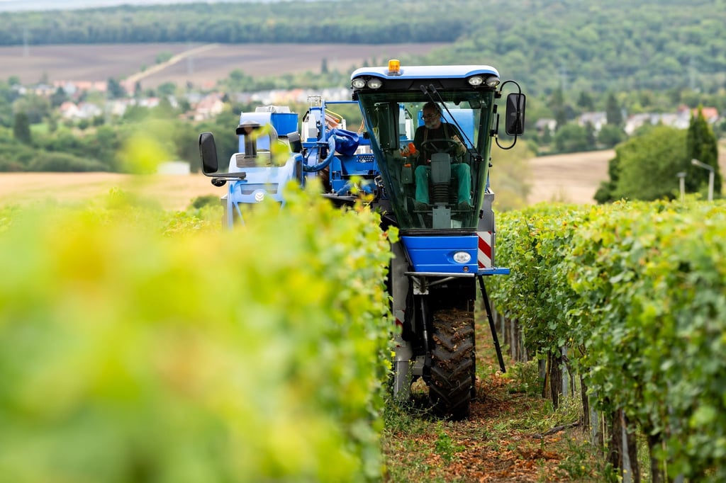 In Thüringen hat die Weinlese begonnen.