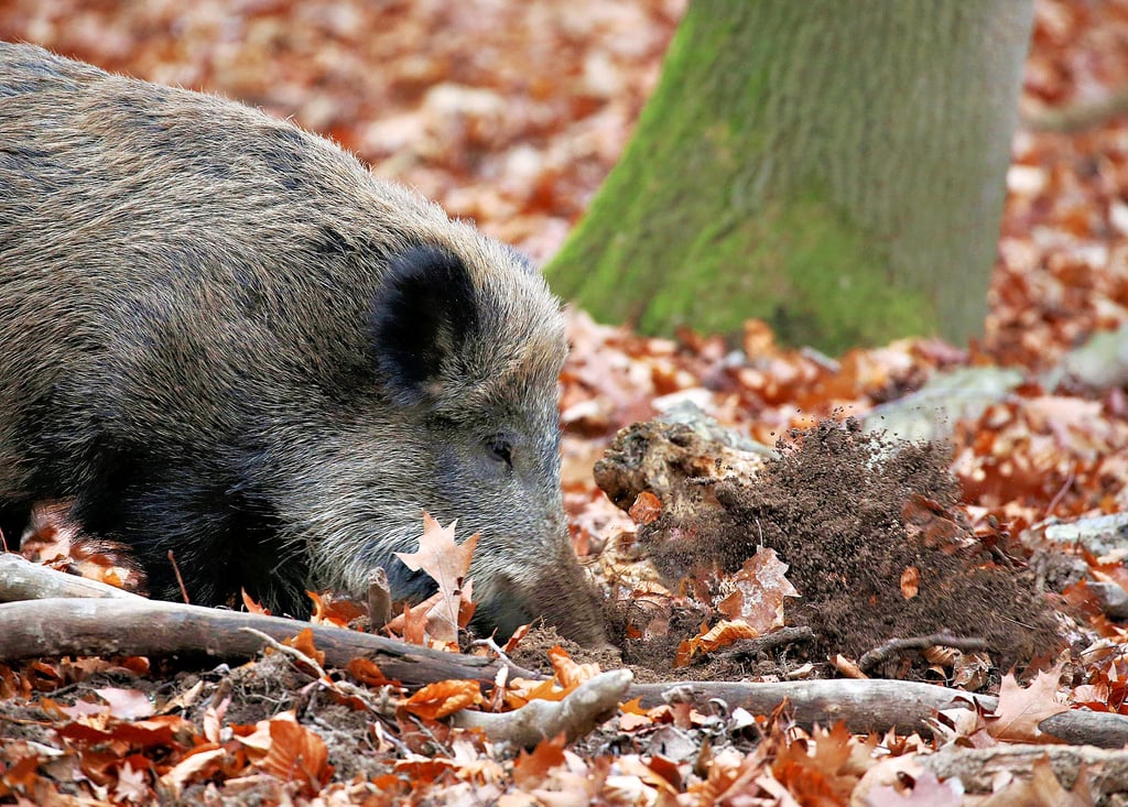 Im Vergleich zur Vorjahr konnten im Jagdjahr 2023/2024 in Sachsen-Anhalt über 3.000 Wildschweine mehr geschossen werden. In Zerbst waren es insgesamt über 500 im abgelaufenen Jahr.