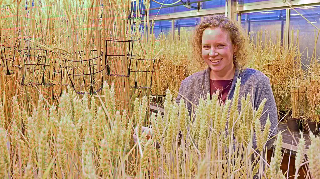 IPK-Wissenschaftlerin Hannah Schneider hat einen „Starting Grant“ gewonnen.