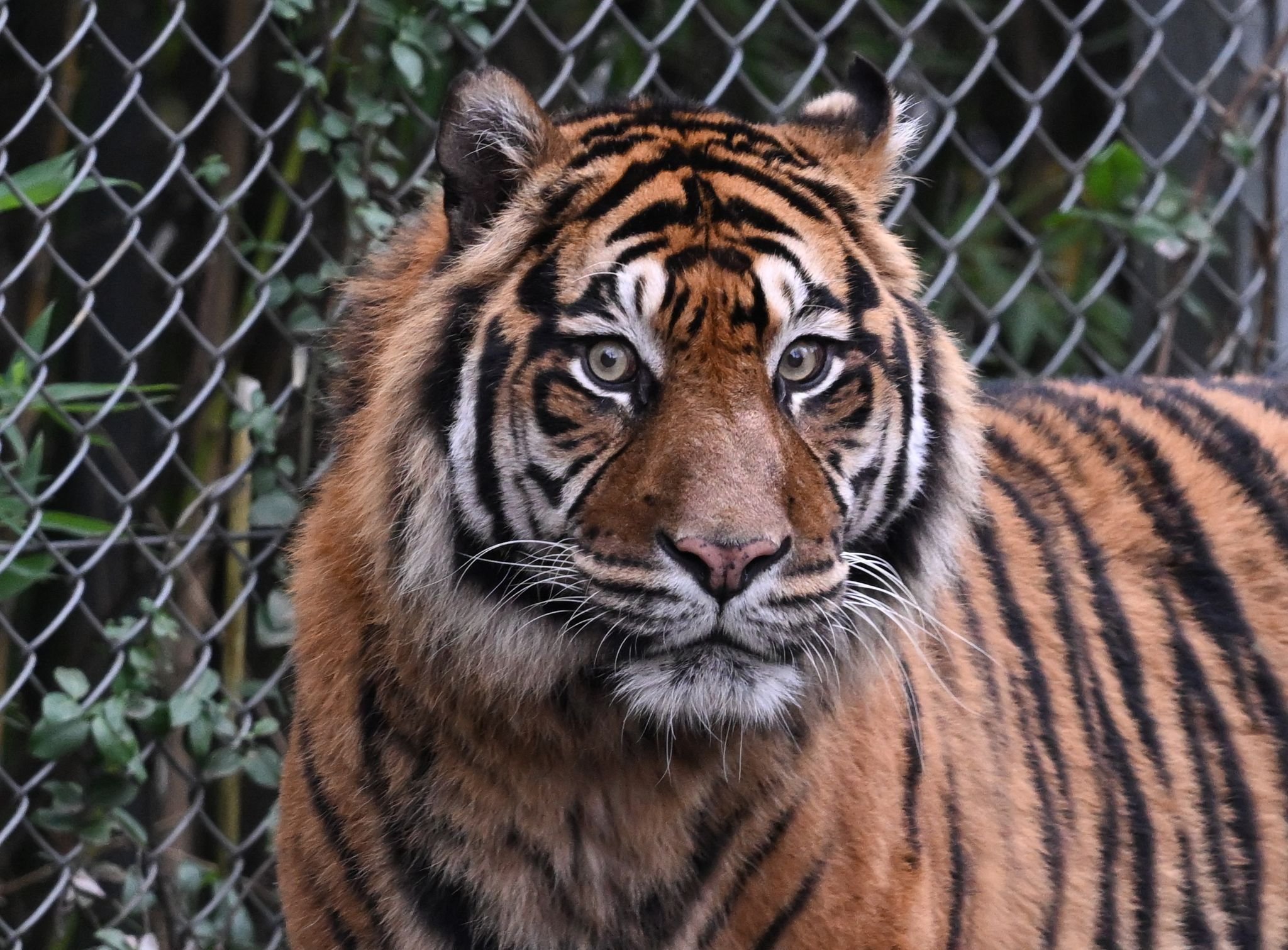 Vom Aussterben bedroht: Indonesien: Seltener Sumatra-Tiger in Falle ...