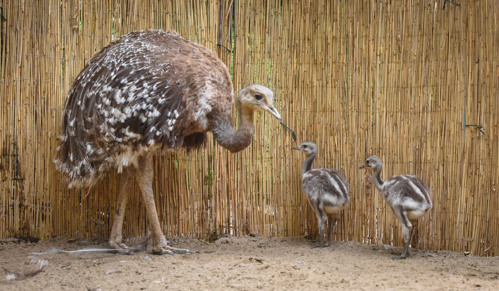 Auch Nandus (hier ein Archivfoto aus dem Bergzoo in Halle) mussten im Lützener Tierpark aufgrund der Geflügelpest getötet werden.