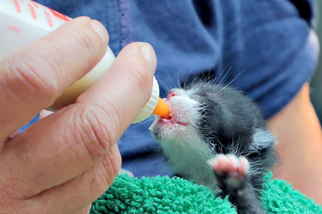 Das jüngstes Katzenkind im Katzenhaus des Tierschutzvereins Halberstadt ist rund eine Woche alt und wird mit der Flasche ernährt.