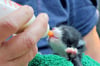 Das jüngstes Katzenkind im Katzenhaus des Tierschutzvereins Halberstadt ist rund eine Woche alt und wird mit der Flasche ernährt.