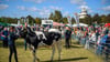 Tierschauen sind Teil des Landeserntedankfests in Magdeburg.